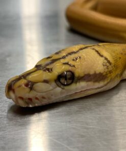 Golden child Reticulated Python