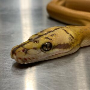 golden child reticulated python for sale