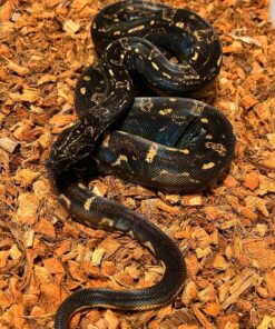Hypo IMG Aztec 100% het Anery Boa