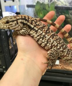 Baby Ree Tegu Monitor
