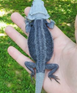 Dark Blue Bar Bearded Dragon