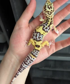 Bold Eclipse HX Cross het Tremper Leopard Gecko