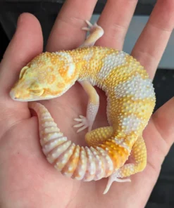 Black Blood Raptor POS Snow Leopard Gecko