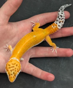 Tangerine het Eclipse 66% het Bell Leopard Gecko