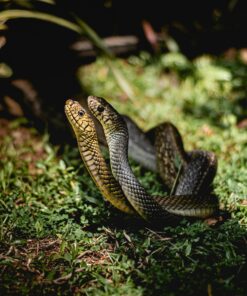 Snakes