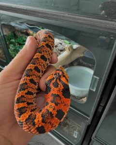 eastern hognose snake for sale