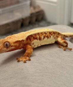 Red Lilly Crested Gecko