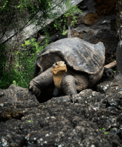 Tortoise