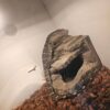 Ornate Nile Monitor