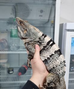 Black Spanish Tail Iguana