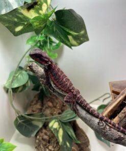 Baby Red Monster Bearded Dragon