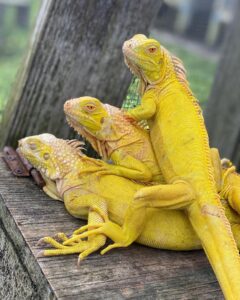 albino iguana for sale