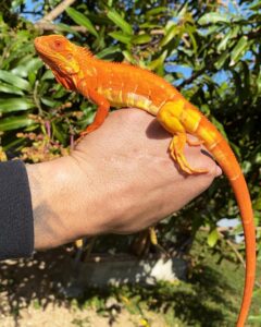 crimson albino iguana for sale