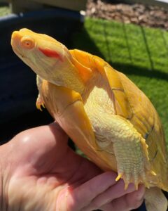 albino red eared slider for sale