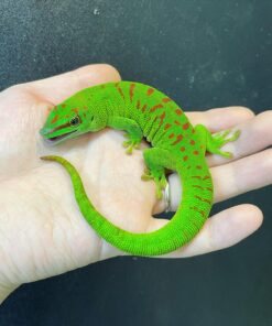 Giant Day Geckos