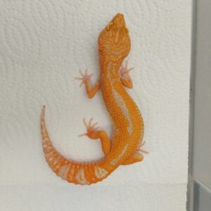 super tangerine leopard gecko for sale