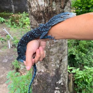 blue tree monitor for sale