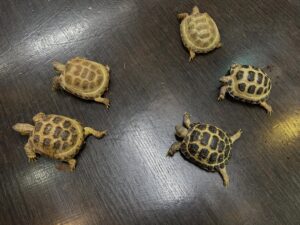 russian tortoise for sale