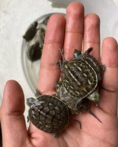 chinese striped neck turtle for sale