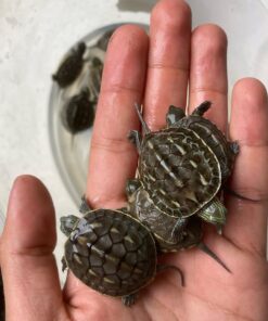 Chinese Striped-Neck Turtles