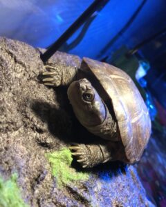 african sideneck turtle for sale