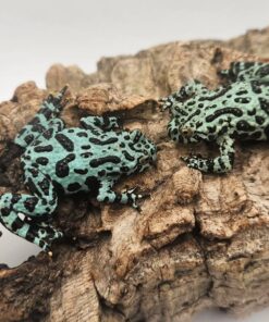 Axanthic Blue Korean Fire-Bellied Toads